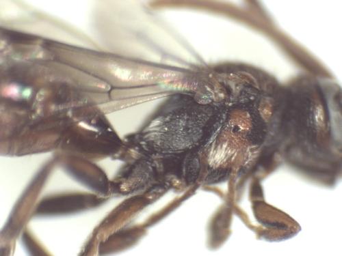 Réf. 316 978 : Nomada flavoguttata